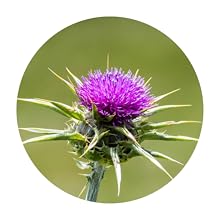Mariendistel für die Leber