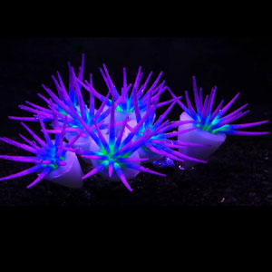 fish tank accessories