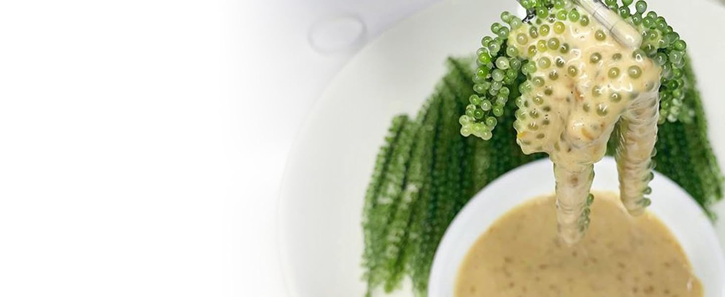 Sea Grapes Umibudo Green Caviar Dehydrated, Marinated in Saltwater