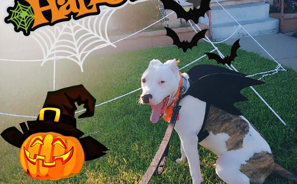Halloween Dog Costume Pet Bat Wings, Funny Costumes for