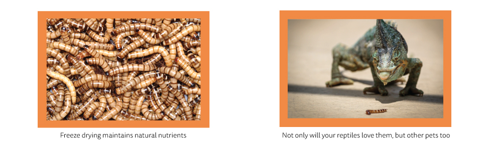 Image one: a group of superworms. Image two a chameleon about to catch a superworm