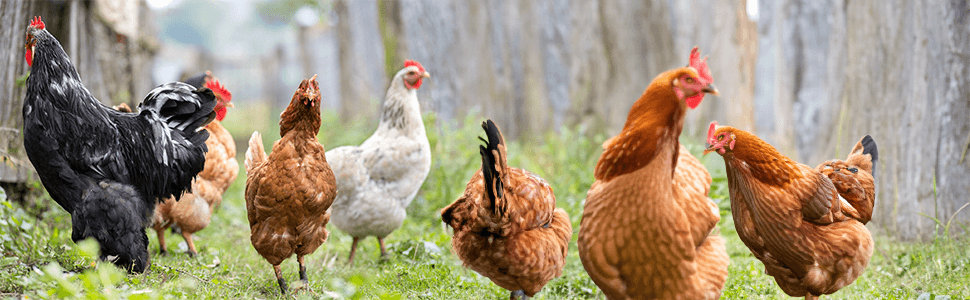photo de poule française dans un poulaillé au sol