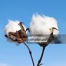 CottonBall
