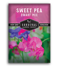 Amazon.com : Dwarf Mix Sweet Pea Seeds for Planting - 1