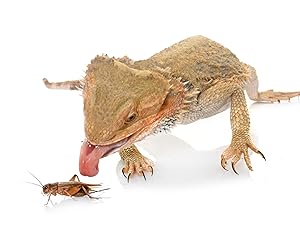 bearded dragon eating cricket