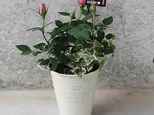 Amazon.co.jp: ミニ薔薇 4号ブリキ鉢投込 花色見計らいセット 1