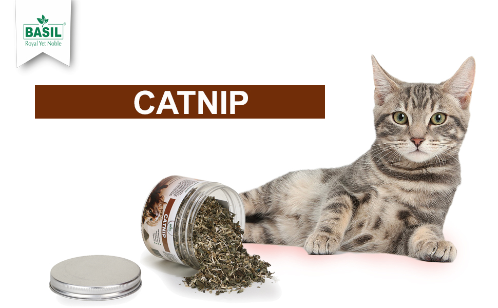 Buy Catnip Crack Purrfectly Irresistible TopQuality Organic Catnip