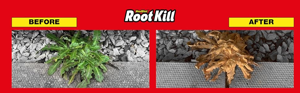 Before and after comparison showing a weed treatment product 'Root Kill' effect, with green plant on left transformed to brown dead plant on right.