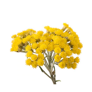 HELICHRYSUM OIL INGREDIENTS WITH INTENT NATUROPATHICA