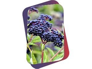 Elderberries
