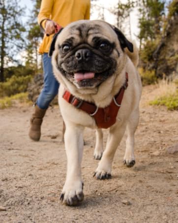 RUFFWEAR, PERFORMANCE DOG GEAR, DOG ACCESSORIES, DOG HARNESS, ADVENTURE, OUTDOOR, LEASH, COLLAR,