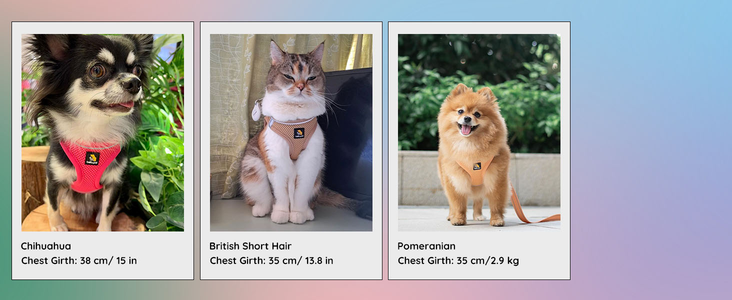 Three photo frames showing different dogs: a black and white dog in red harness, a grey and white cat, and an orange Pomeranian.