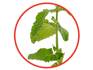 MINT FLAVOR WHITENER STRIPS FOR TEETH