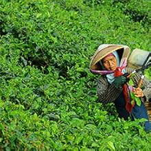 whey protein powder supplement women vegetarian soy biotin vitamin a c