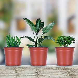 Plastic Plant Container