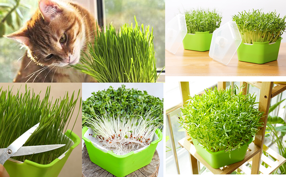Seed Sprouter Tray with Cover