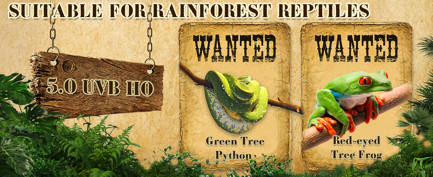 for rainforest reptiles