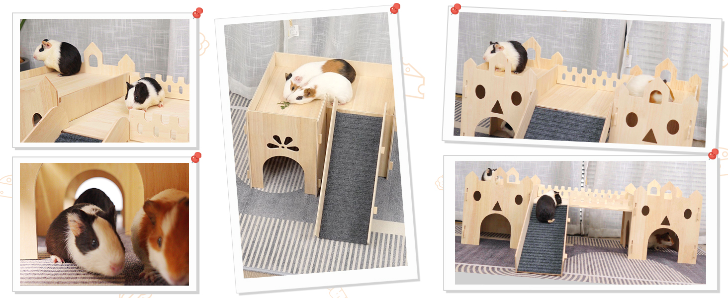 Details of playing on guinea pig house