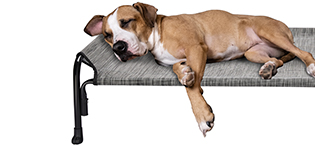 Veehoo Elevated Dog Bed, Outdoor Raised Dog Cots Bed for Large Dogs, Cooling Camping Elevated Pet Bed With Slope Headrest for Indoor and Outdoor, Washable Breathable, X-Large, Black Silver, CWC2204 13 63cf142b 601b 4f05 8ebb 25f36c86bdde. CR0,0,315,145 PT0 SX315 V1