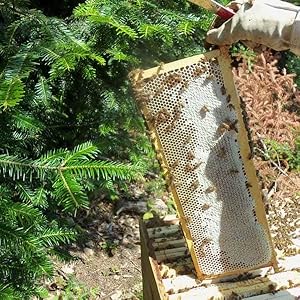 Récolte du Miel de Sapin