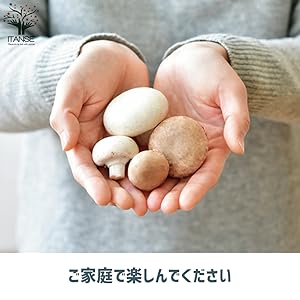 Amazon｜おうちでできるキノコ栽培キット ホワイト