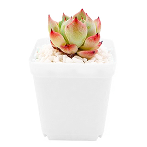 seed starting pot for succulents