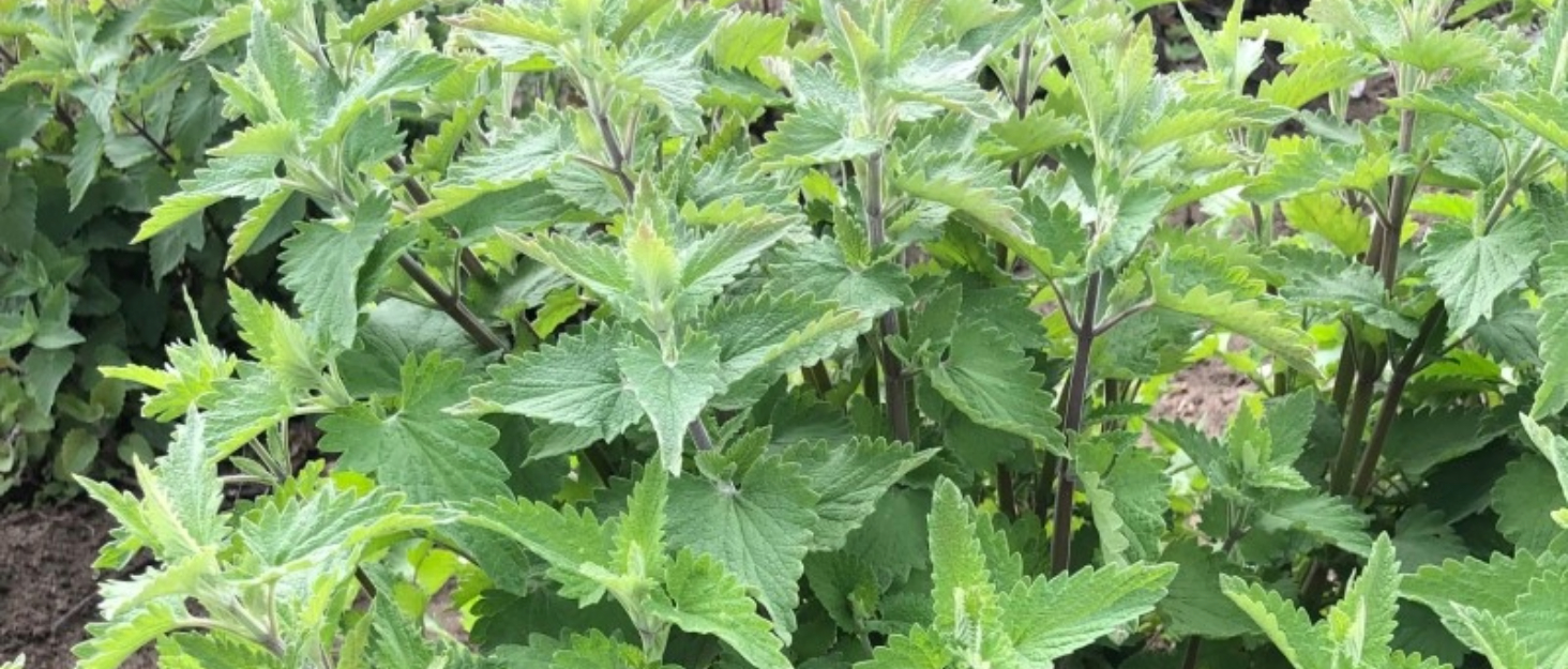 Amazon.com : from The Field | Ultimate Blend Catnip & Silver Vine ...