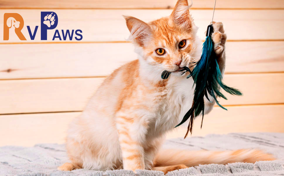 CAT STICKS WITH FATHER