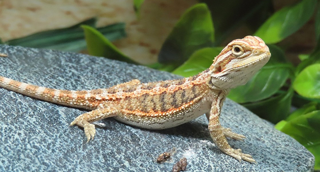 Reptile Tank Thermometer, Digital Terrarium Thermometer Hygrometer