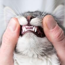 Cataholic Spiral Soft Chicken And Sunfish Cat Treats