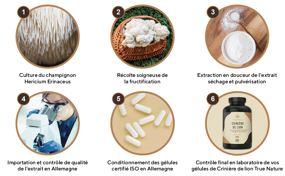 Lion's Mane 2000mg - 360 Gélules