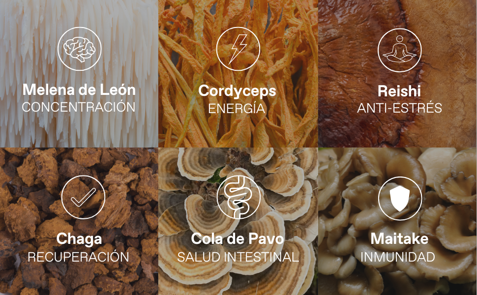 6 poderosos hongos en 1