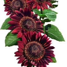 Red Sun sunflower seeds for planting growing gardening sowing sewing to plant grow sow sew