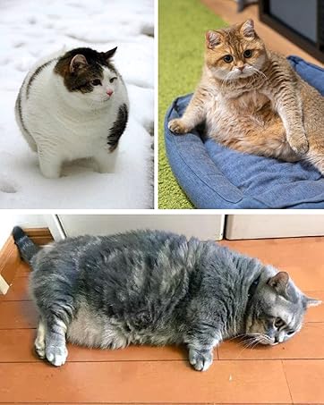 Cat treadmill