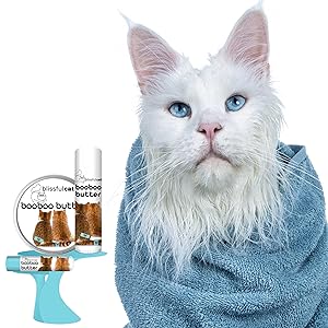 white maine coon cat