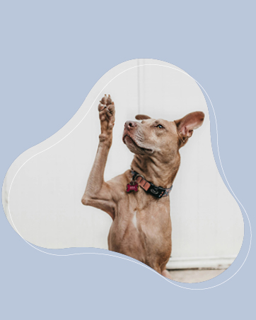 Ein brauner, kurzhaariger Hund, der ein dunkles Halsband und eine rosa Fliege trägt und mit einer hoch in die Luft erhobenen Pfote vor einem weißen Hintergrund sitzt.