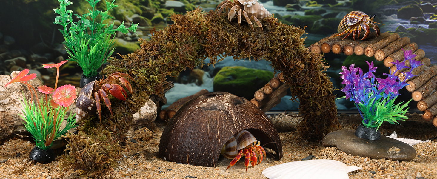 hermit crab accessories