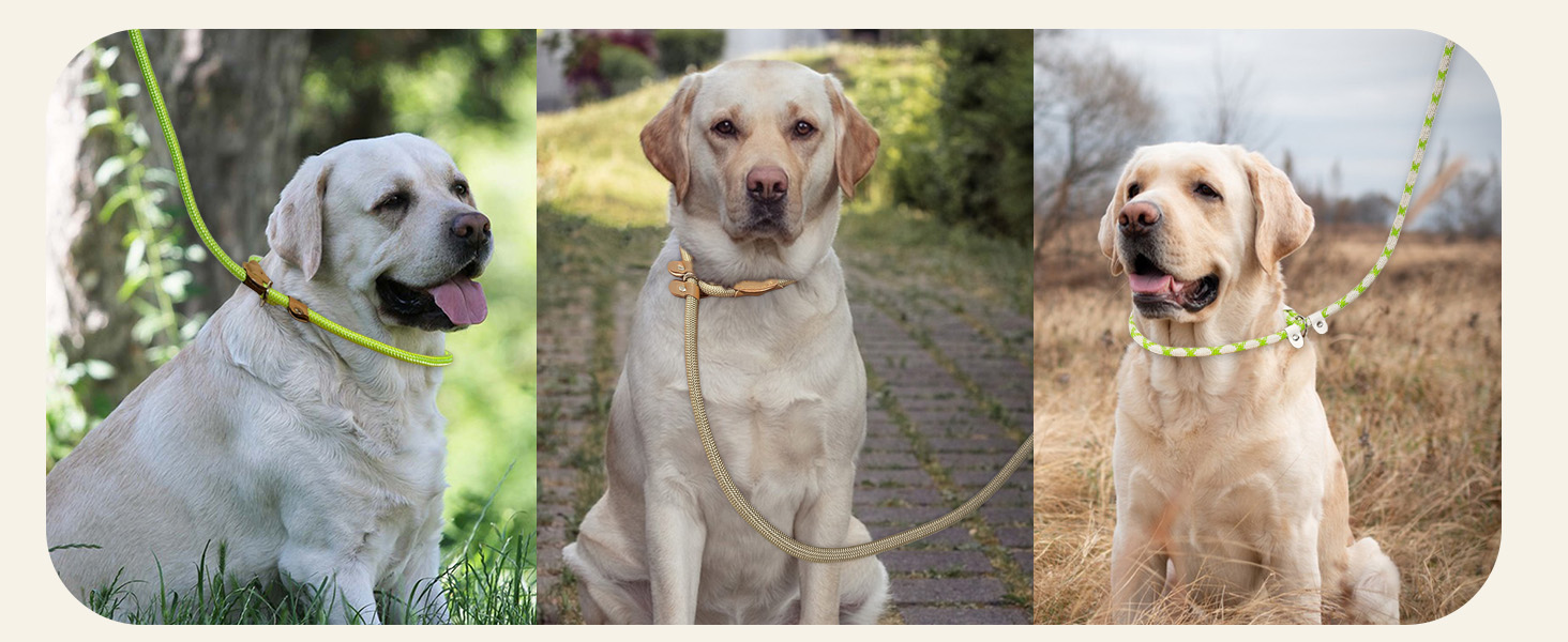 slip leads for dog