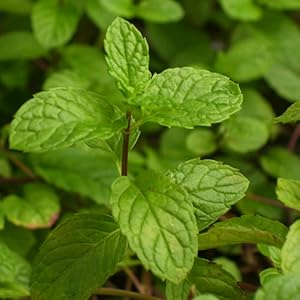 Peppermint