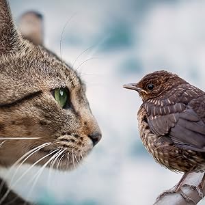 Katze schaut Vogel an