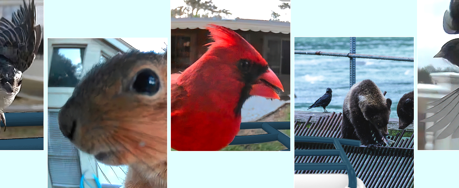 bird feeder with camera ai