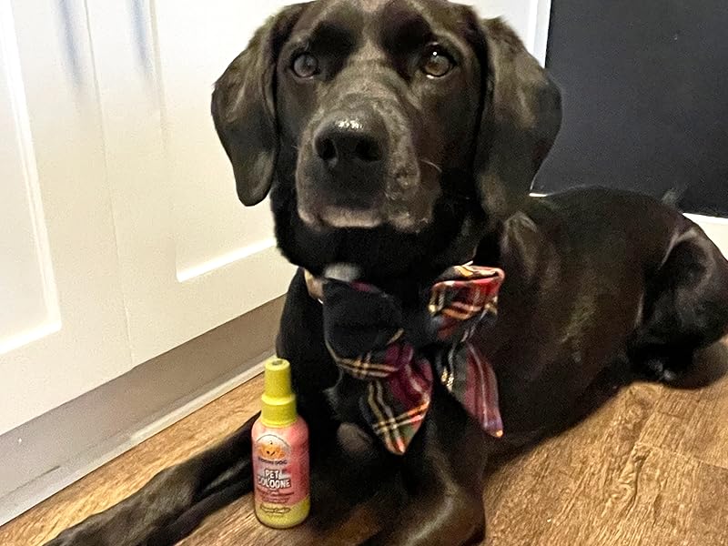 dog wearing holiday collar and sugar cookie cologne