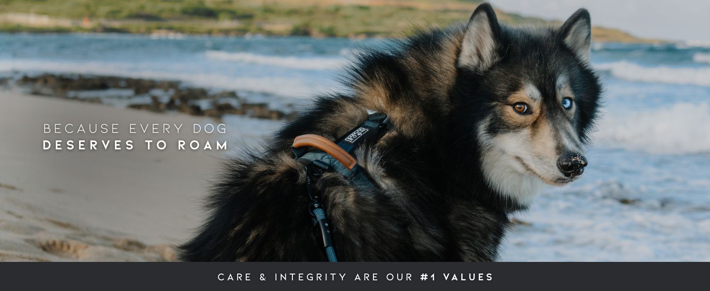 Made To Roam Slogan: Because Every Dog Deserves To Roam