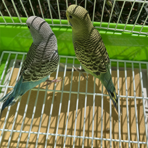 Gravel Liner Paper Help Digestion