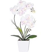 HOMESEASONS Homeseaons Orchid Lamp-LED Lighted Orchid Arrangements,Pre Lit Artificial Orchid,Ligh...