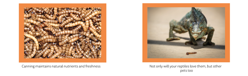 benefits of gourmet style superworms