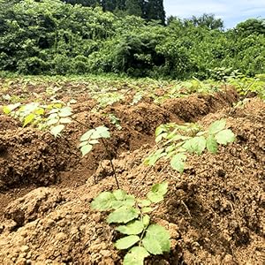 たらのめ Amazon.co.jp: 【 西根の森 山菜 苗 】 タラの木 女だら 棘なし