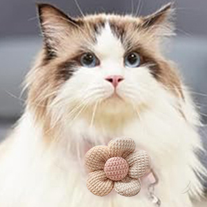 Highlight1A Charming