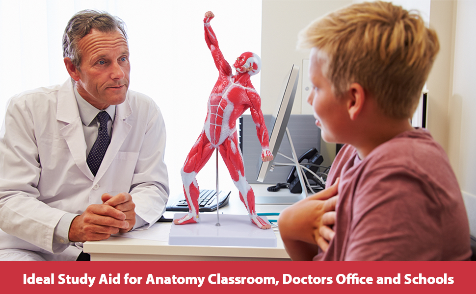 breesky Miniature Muscular System Model，20”Human Muscle