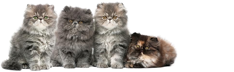 PERSIAN KITTENS